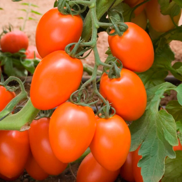 Tomate Kilates