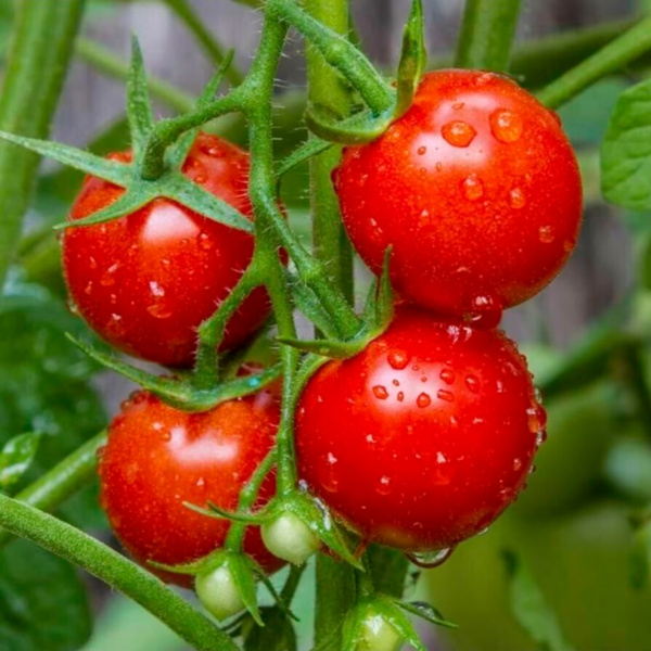 Tomate Large Red Cherry