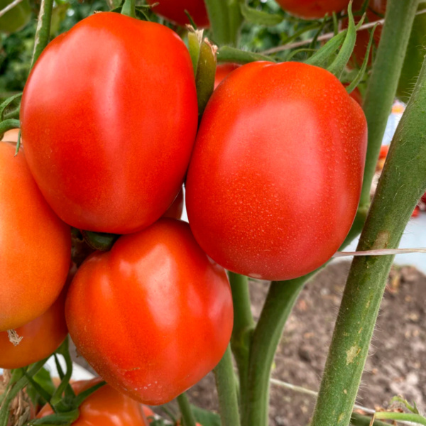 Tomate María