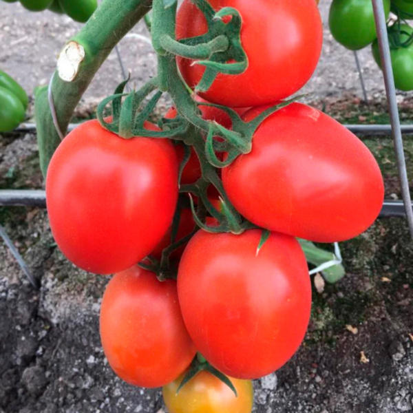 Tomate Misión