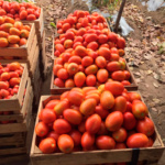 Tomate Namib