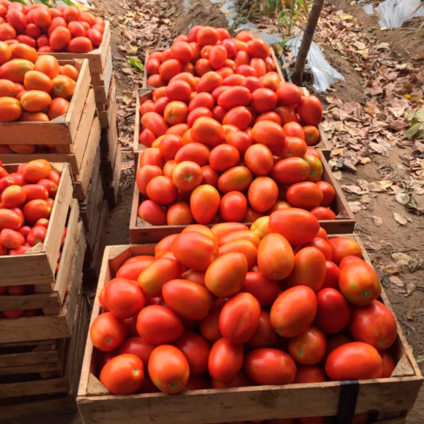 Tomate Namib