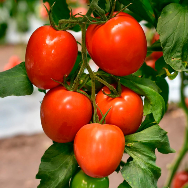 Tomate Peñasco