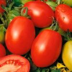 Tomate Rio Grande - Image 2