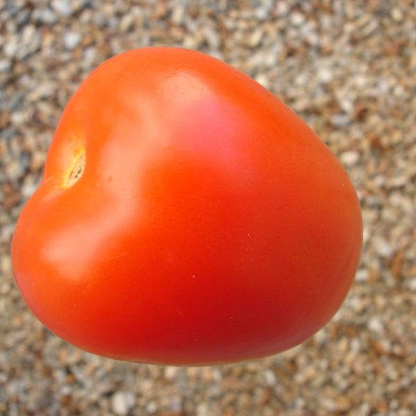 Tomate Rio Grande