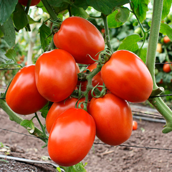Tomate Rita