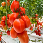 Tomate Romindo