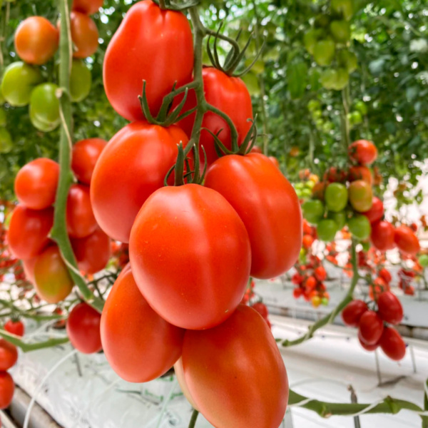 Tomate Romindo