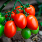 Tomate Sicilia