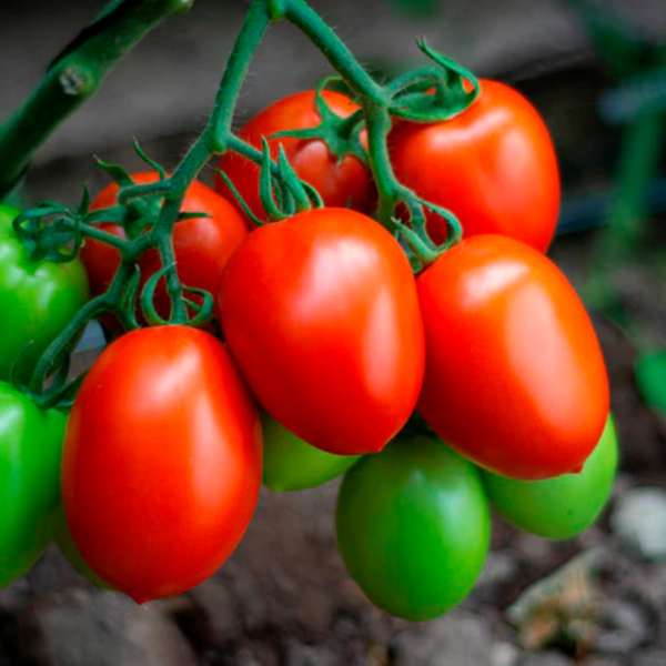 Tomate Sicilia