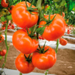 Tomate Sprigel Bola