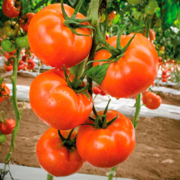Tomate Sprigel Bola