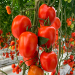 Tomate Valinor