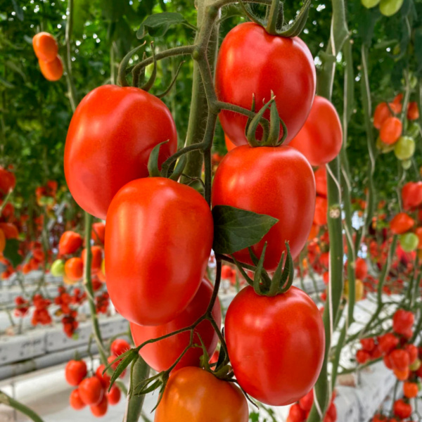 Tomate Valinor