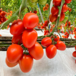 Tomate Zhoe