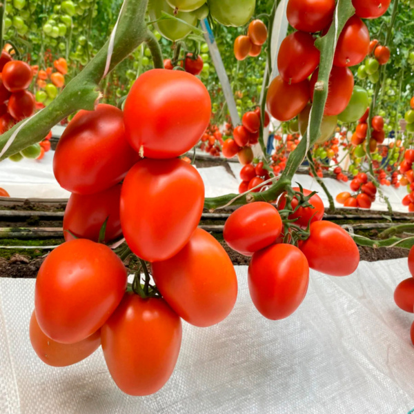 Tomate Zhoe