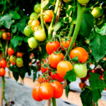 Tomate el Pariente