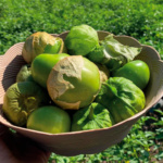 Tomatillo Brigadier