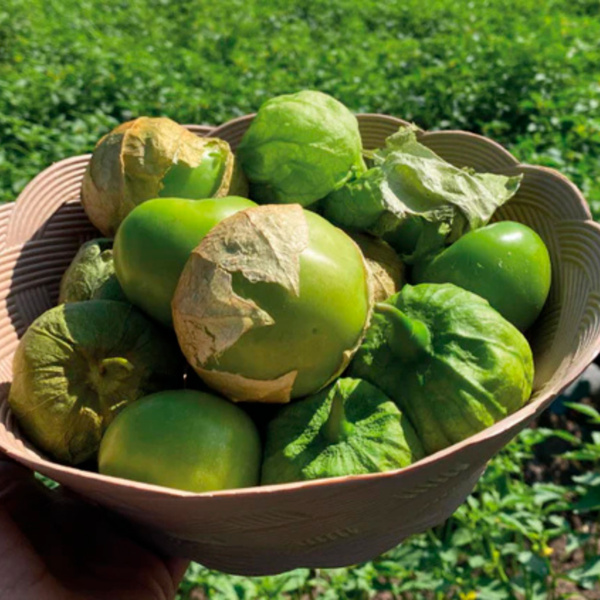 Tomatillo Brigadier