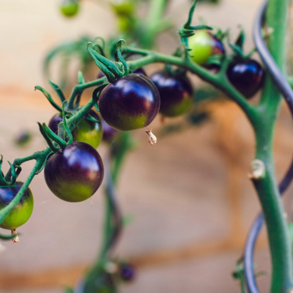 Tomatillo Catarina