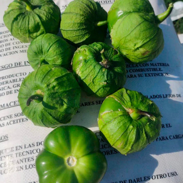 Tomatillo Challenger F1