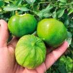 Tomatillo Majestic