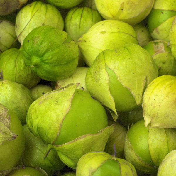 Tomatillo Michoacan Large Fruited