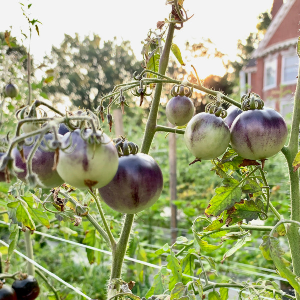 Tomatillo Morado Plus