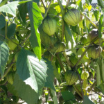 Tomatillo Morado Supremo