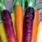 Zanahoria Rainbow Mix