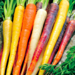 Zanahoria Rainbow Mix - Image 2