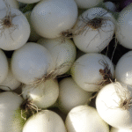 Cebolla Grano Blanco - Image 2